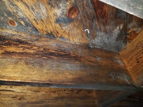 Mold Damage Remediation in Raleigh - Independent Restoration Services of Raleigh